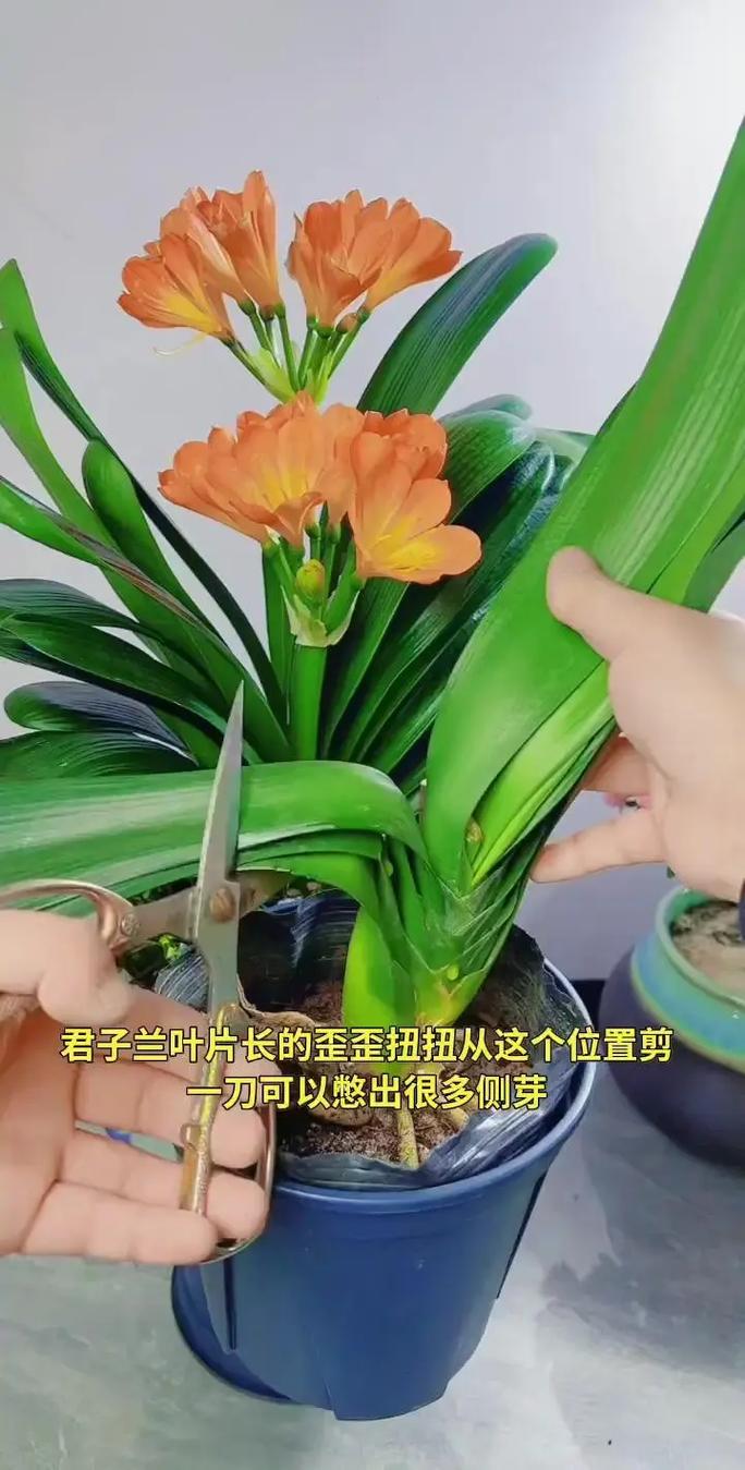 君子兰叶子可以剪掉吗，君子兰叶子能全剪掉吗