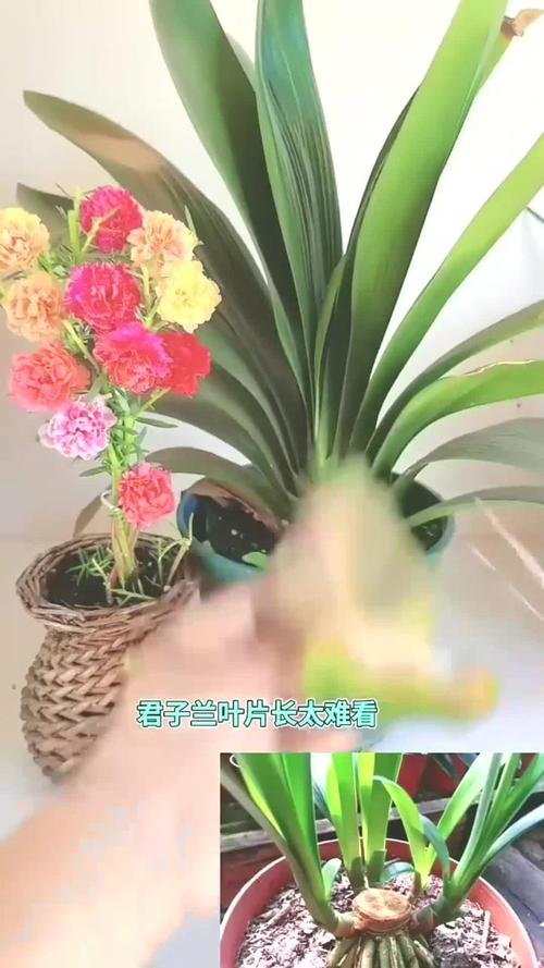 君子兰叶子可以剪掉吗，君子兰叶子能全剪掉吗-第2张图片-优品飞百科