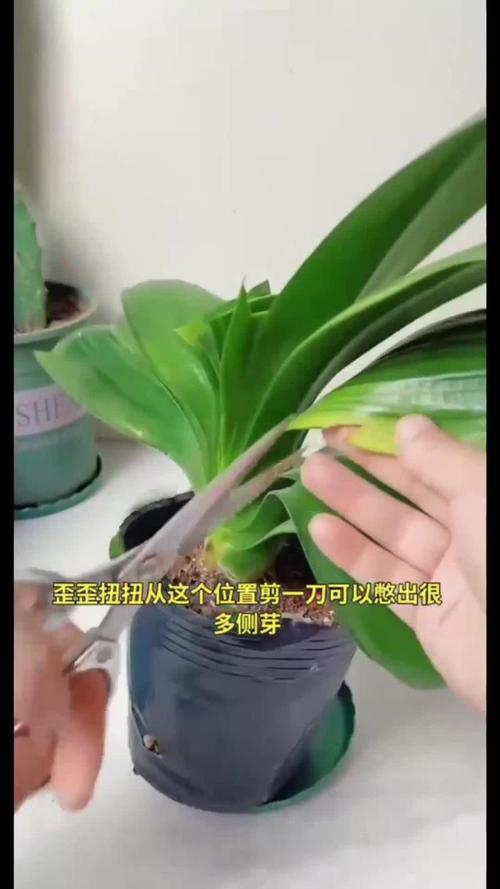 君子兰叶子可以剪掉吗，君子兰叶子能全剪掉吗-第3张图片-优品飞百科