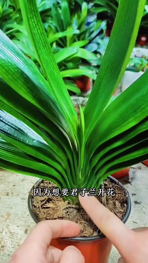 君子兰叶子可以剪掉吗，君子兰叶子能全剪掉吗-第5张图片-优品飞百科