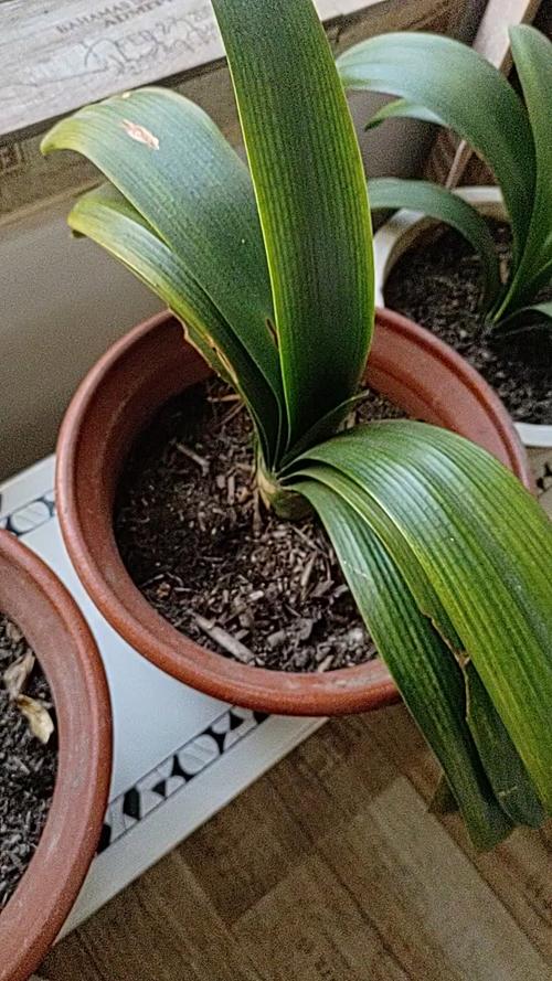 君子兰叶子可以剪掉吗，君子兰叶子能全剪掉吗-第6张图片-优品飞百科