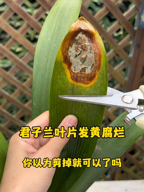 君子兰叶子可以剪掉吗，君子兰叶子能全剪掉吗-第7张图片-优品飞百科