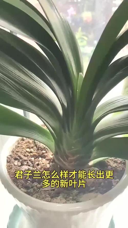 君子兰叶子可以剪掉吗，君子兰叶子能全剪掉吗-第8张图片-优品飞百科