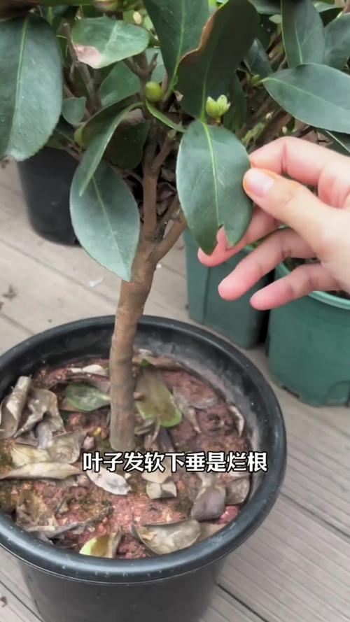 山茶花小苗什么时候移栽？山茶花移栽多久能成活？