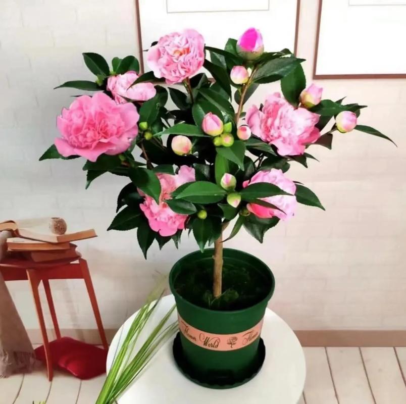 山茶花小苗什么时候移栽？山茶花移栽多久能成活？-第2张图片-优品飞百科