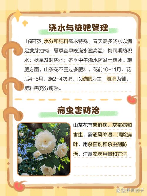 山茶花小苗什么时候移栽？山茶花移栽多久能成活？-第3张图片-优品飞百科