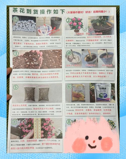 山茶花小苗什么时候移栽？山茶花移栽多久能成活？-第4张图片-优品飞百科