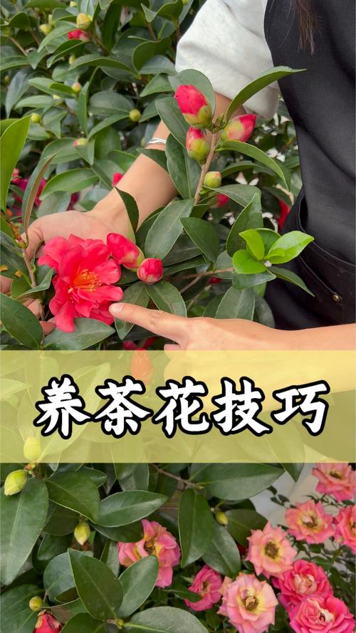 山茶花小苗什么时候移栽？山茶花移栽多久能成活？-第5张图片-优品飞百科