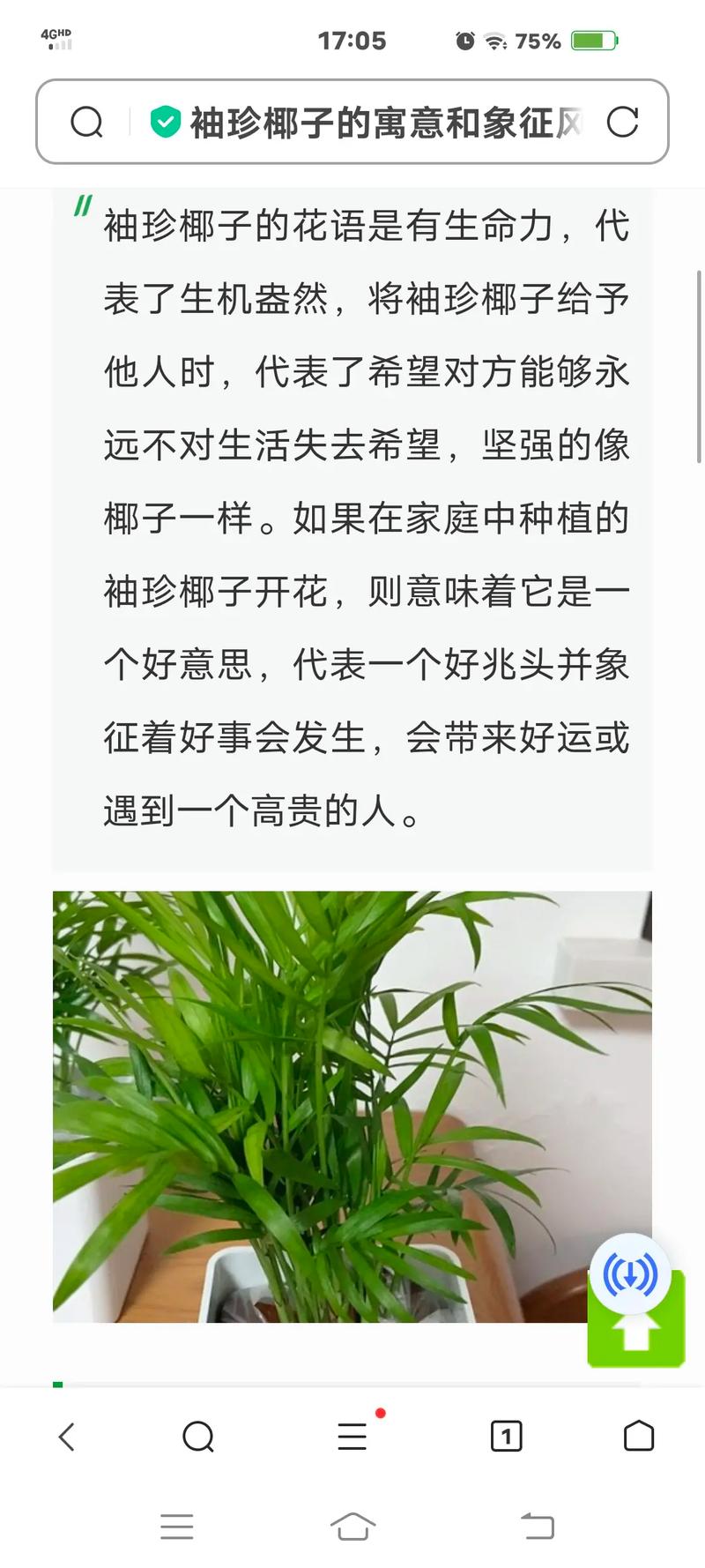 袖珍椰子怎么养长得快，袖珍椰子盆栽怎么养