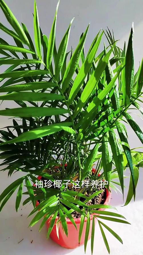 袖珍椰子怎么养长得快,袖珍椰子盆栽怎么养-第2张图片-优品飞百科 袖珍椰子怎么养长得快,袖珍椰子盆栽怎么养-第2张图片-优品飞百科