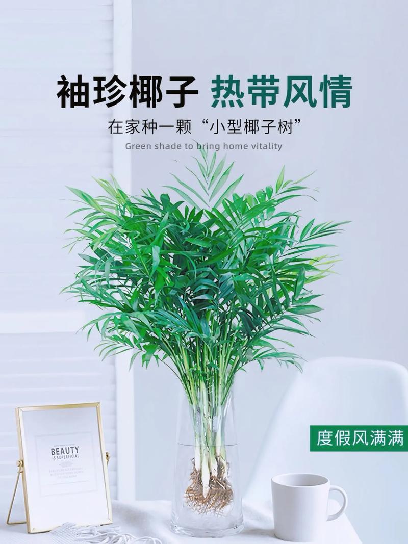 袖珍椰子怎么养长得快,袖珍椰子盆栽怎么养-第6张图片-优品飞百科 袖珍椰子怎么养长得快,袖珍椰子盆栽怎么养-第6张图片-优品飞百科