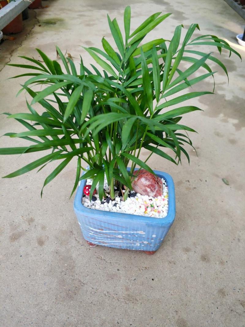 袖珍椰子怎么养长得快,袖珍椰子盆栽怎么养-第7张图片-优品飞百科 袖珍椰子怎么养长得快,袖珍椰子盆栽怎么养-第7张图片-优品飞百科