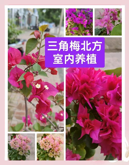 三角梅的养殖方法和注意事项，室内三角梅的养殖方法和注意事项？