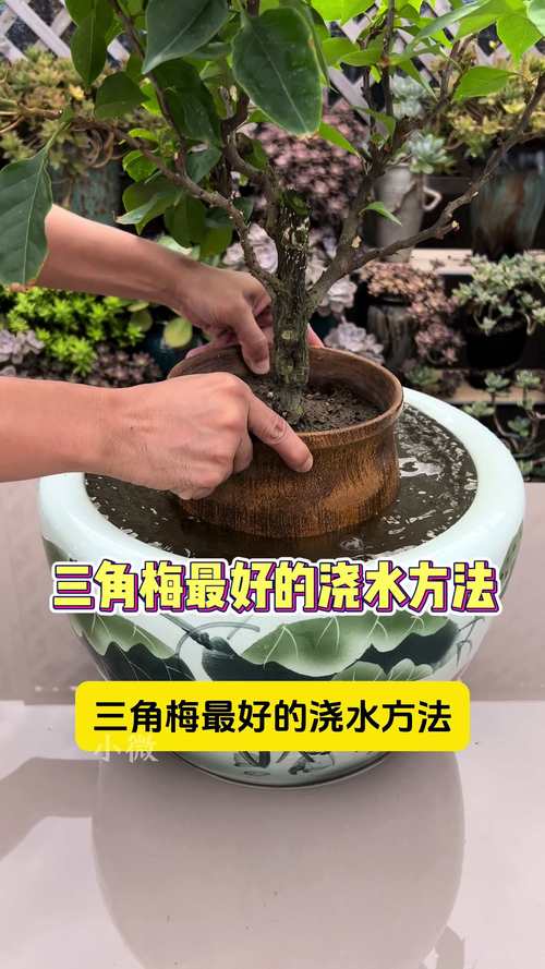 三角梅的养殖方法和注意事项，室内三角梅的养殖方法和注意事项？-第2张图片-优品飞百科