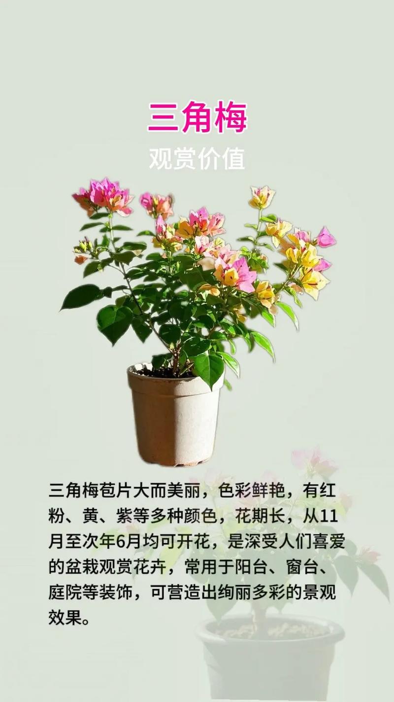 三角梅的养殖方法和注意事项，室内三角梅的养殖方法和注意事项？-第3张图片-优品飞百科