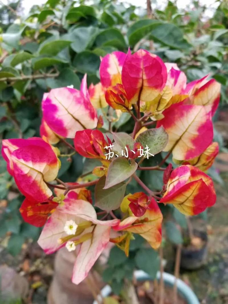 三角梅的养殖方法和注意事项，室内三角梅的养殖方法和注意事项？-第4张图片-优品飞百科