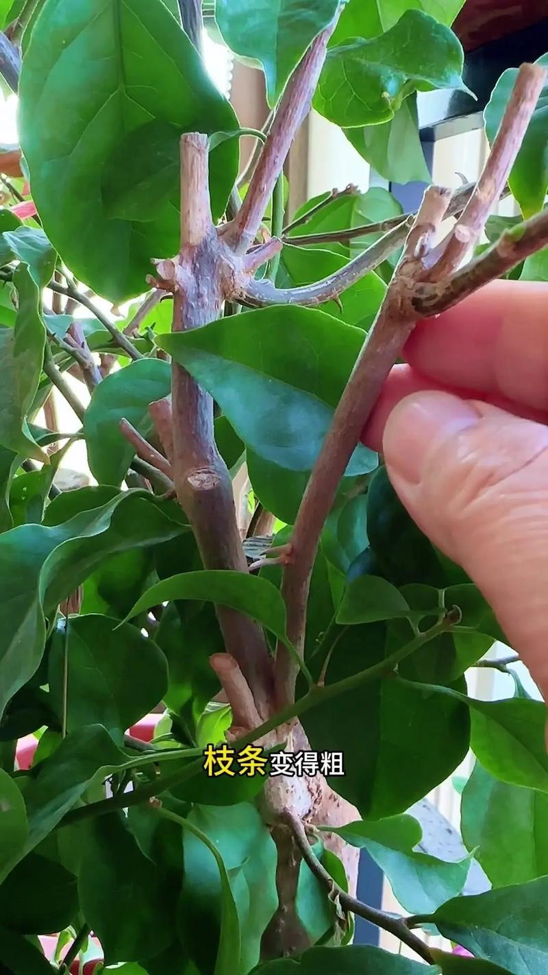 三角梅的养殖方法和注意事项，室内三角梅的养殖方法和注意事项？-第5张图片-优品飞百科