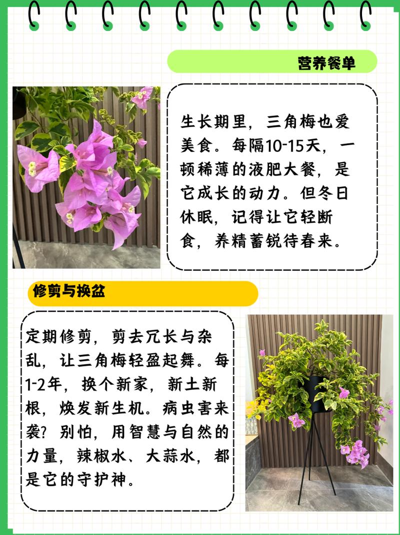 三角梅的养殖方法和注意事项，室内三角梅的养殖方法和注意事项？-第6张图片-优品飞百科