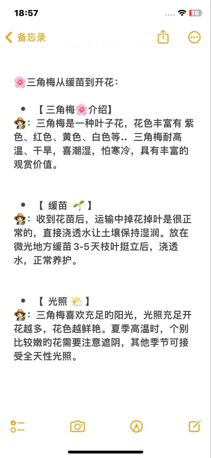 三角梅的养殖方法和注意事项，室内三角梅的养殖方法和注意事项？-第7张图片-优品飞百科