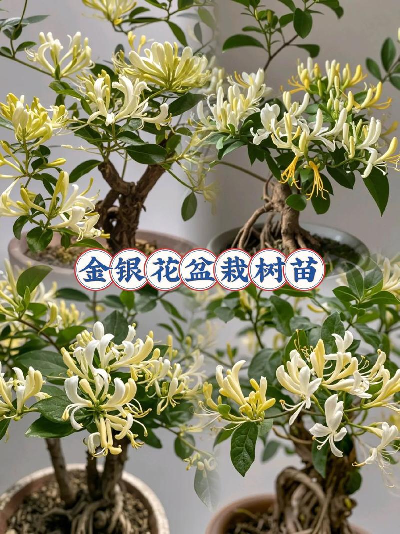 盆栽金银花冬季管理，盆栽金银花冬季如何管理