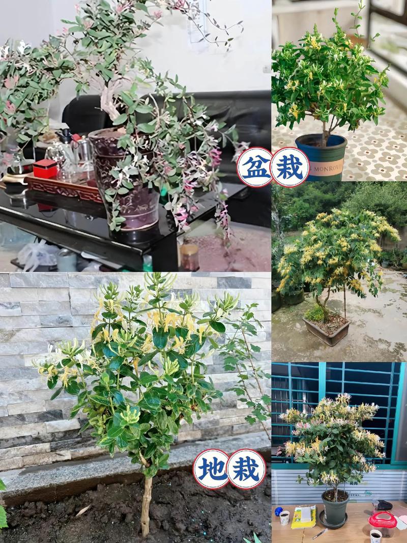 盆栽金银花冬季管理，盆栽金银花冬季如何管理-第2张图片-优品飞百科