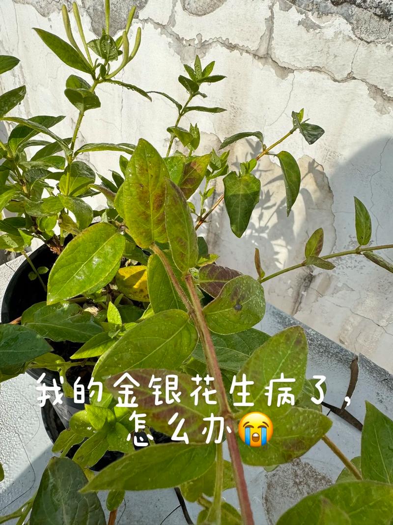 盆栽金银花冬季管理，盆栽金银花冬季如何管理-第3张图片-优品飞百科