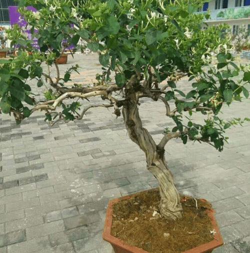 盆栽金银花冬季管理，盆栽金银花冬季如何管理-第4张图片-优品飞百科