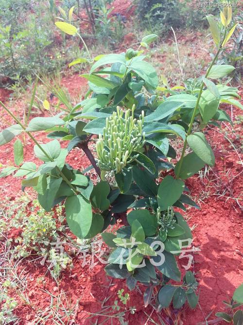 盆栽金银花冬季管理，盆栽金银花冬季如何管理-第5张图片-优品飞百科