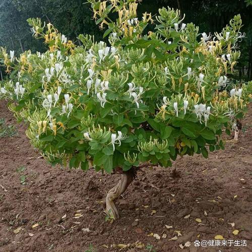 盆栽金银花冬季管理，盆栽金银花冬季如何管理-第6张图片-优品飞百科