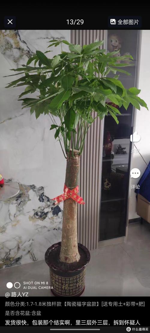 发财树用大盆还是深盆，发财树需要用大盆种吗？-第3张图片-优品飞百科