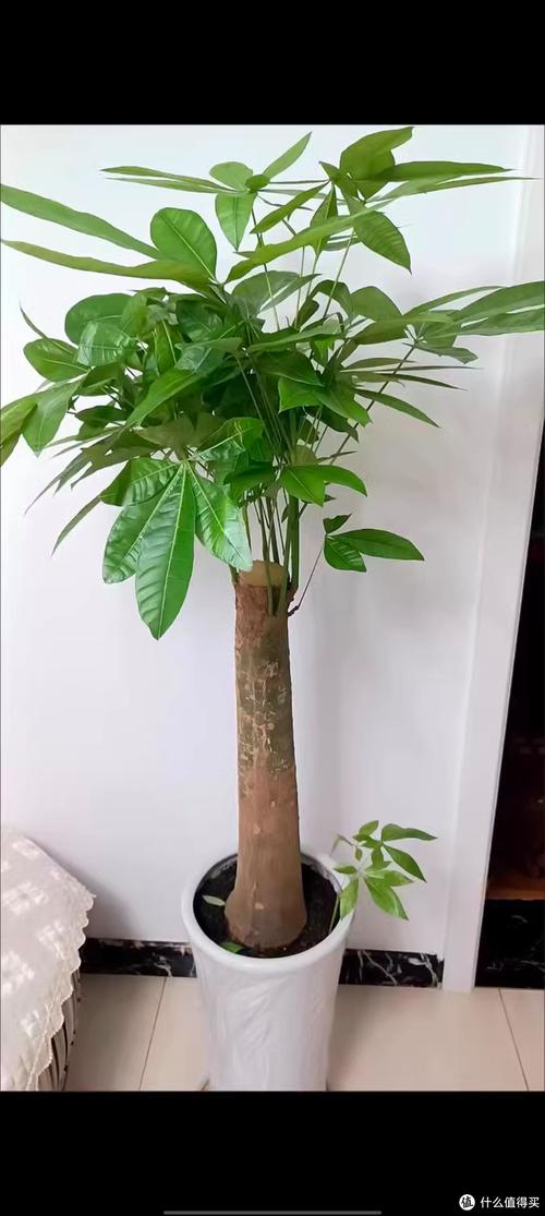 发财树用大盆还是深盆，发财树需要用大盆种吗？-第4张图片-优品飞百科
