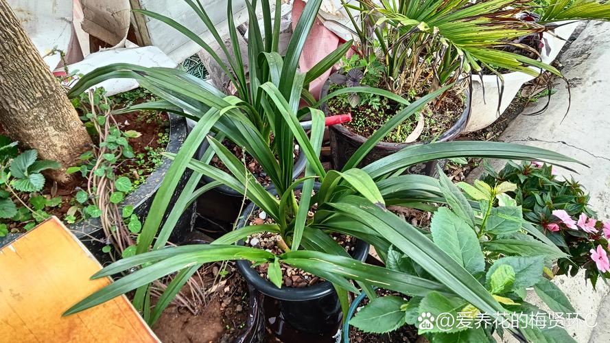 刚种下的兰花怎么浇水?刚种上的兰花怎样浇水?-第2张图片-优品飞百科 刚种下的兰花怎么浇水?刚种上的兰花怎样浇水?-第2张图片-优品飞百科