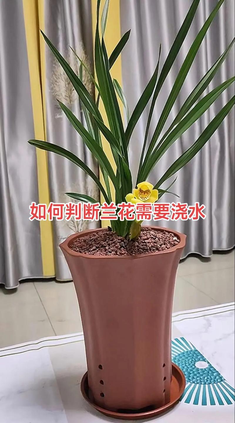 刚种下的兰花怎么浇水?刚种上的兰花怎样浇水?-第3张图片-优品飞百科 刚种下的兰花怎么浇水?刚种上的兰花怎样浇水?-第3张图片-优品飞百科