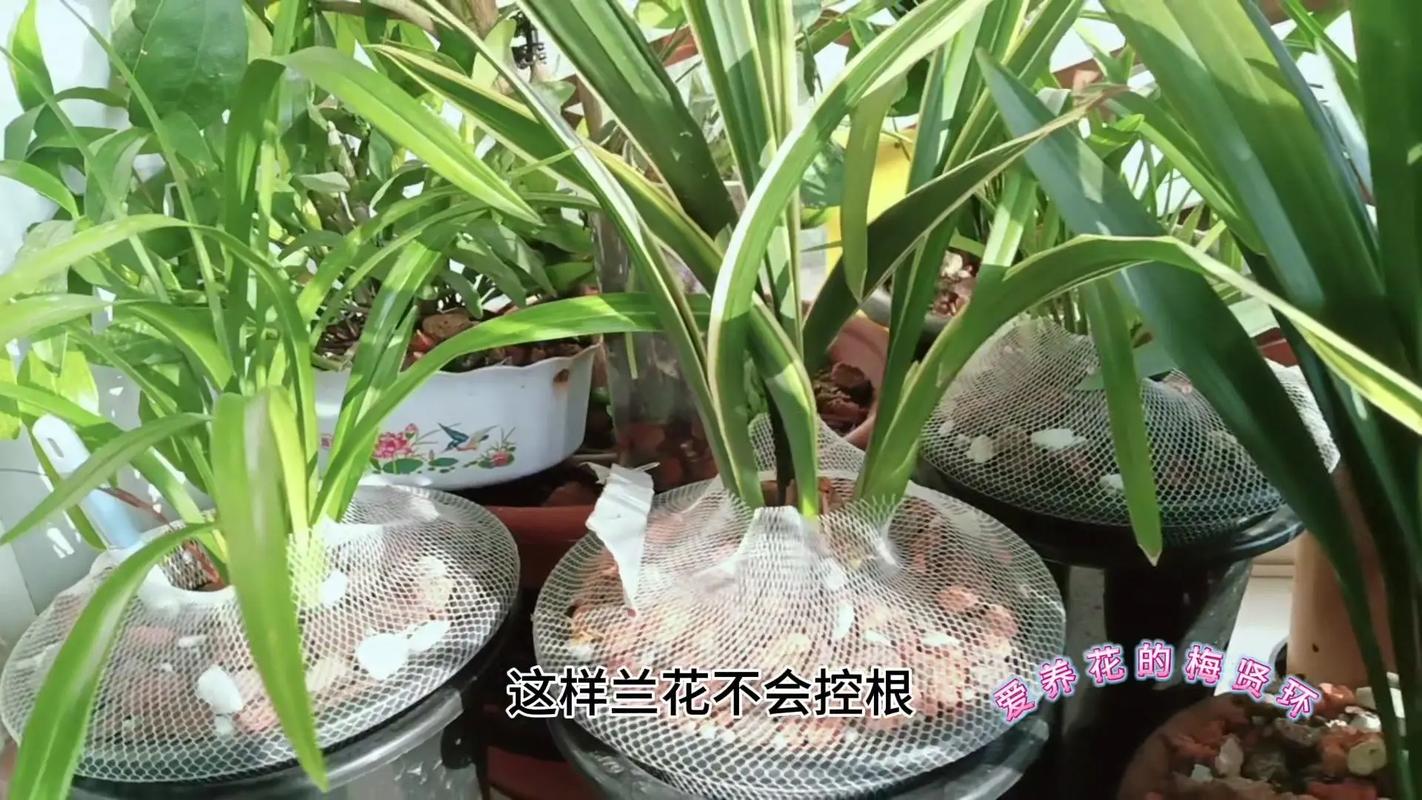 刚种下的兰花怎么浇水?刚种上的兰花怎样浇水?-第4张图片-优品飞百科 刚种下的兰花怎么浇水?刚种上的兰花怎样浇水?-第4张图片-优品飞百科