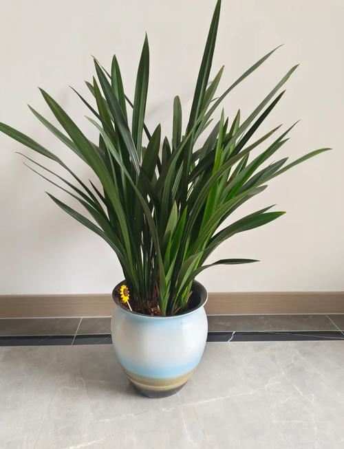 刚种下的兰花怎么浇水?刚种上的兰花怎样浇水?-第5张图片-优品飞百科 刚种下的兰花怎么浇水?刚种上的兰花怎样浇水?-第5张图片-优品飞百科