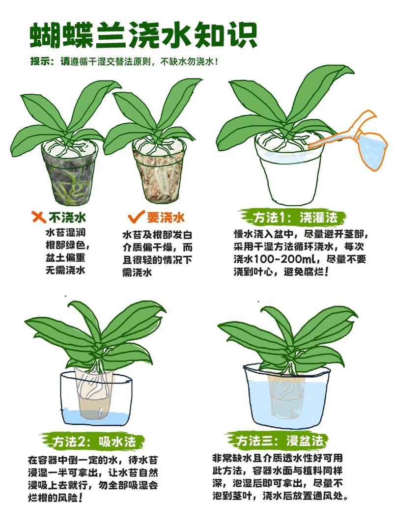 刚种下的兰花怎么浇水?刚种上的兰花怎样浇水?-第6张图片-优品飞百科 刚种下的兰花怎么浇水?刚种上的兰花怎样浇水?-第6张图片-优品飞百科