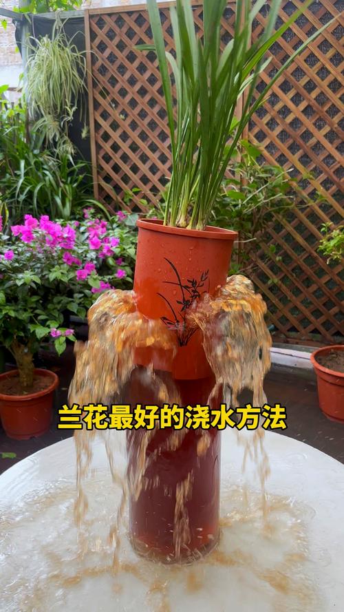刚种下的兰花怎么浇水?刚种上的兰花怎样浇水?-第7张图片-优品飞百科 刚种下的兰花怎么浇水?刚种上的兰花怎样浇水?-第7张图片-优品飞百科
