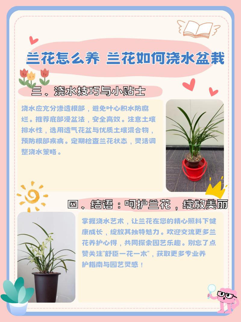 刚种下的兰花怎么浇水?刚种上的兰花怎样浇水?-第8张图片-优品飞百科 刚种下的兰花怎么浇水?刚种上的兰花怎样浇水?-第8张图片-优品飞百科