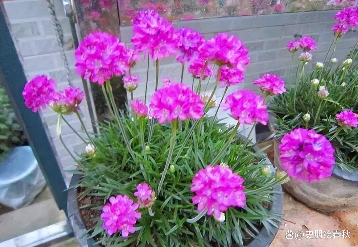 海石竹怎么爆盆，海石竹花期多长时间？-第2张图片-优品飞百科