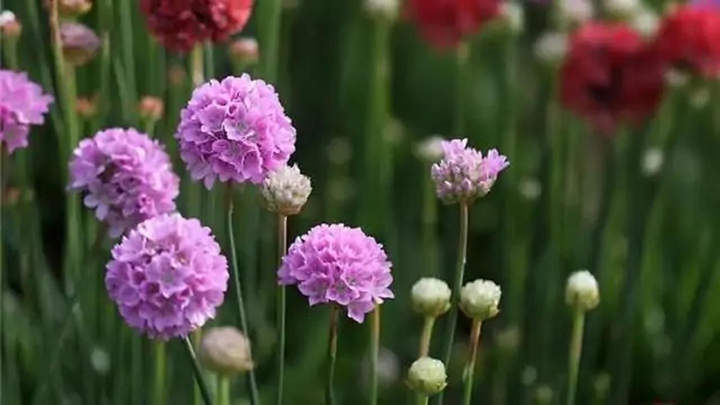 海石竹怎么爆盆，海石竹花期多长时间？-第3张图片-优品飞百科