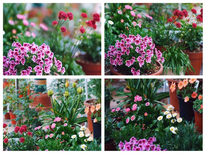海石竹怎么爆盆，海石竹花期多长时间？-第4张图片-优品飞百科