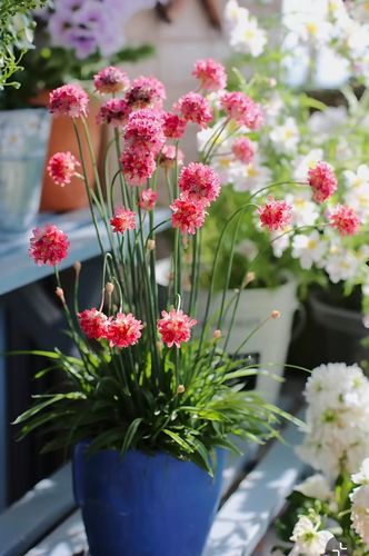 海石竹怎么爆盆，海石竹花期多长时间？-第5张图片-优品飞百科