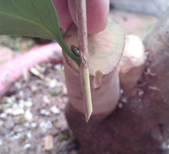 桂花一般用什么嫁接，桂花一般用什么嫁接的