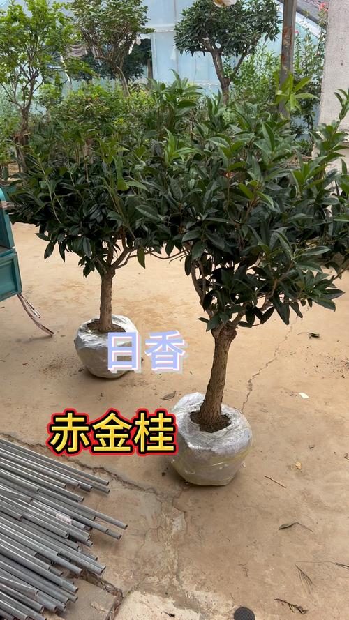 桂花一般用什么嫁接，桂花一般用什么嫁接的-第2张图片-优品飞百科