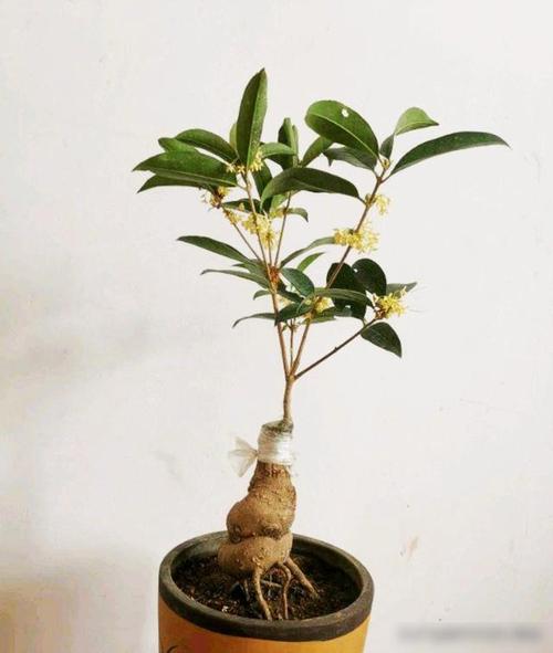 桂花一般用什么嫁接，桂花一般用什么嫁接的-第3张图片-优品飞百科