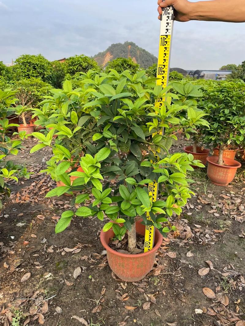 桂花一般用什么嫁接，桂花一般用什么嫁接的-第4张图片-优品飞百科