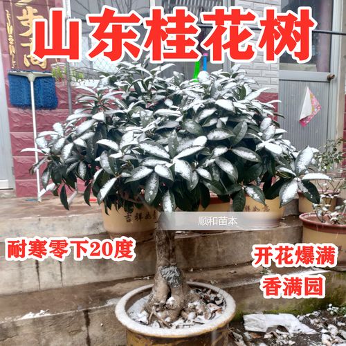 桂花一般用什么嫁接，桂花一般用什么嫁接的-第5张图片-优品飞百科