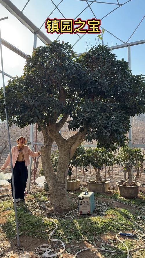 桂花一般用什么嫁接，桂花一般用什么嫁接的-第6张图片-优品飞百科