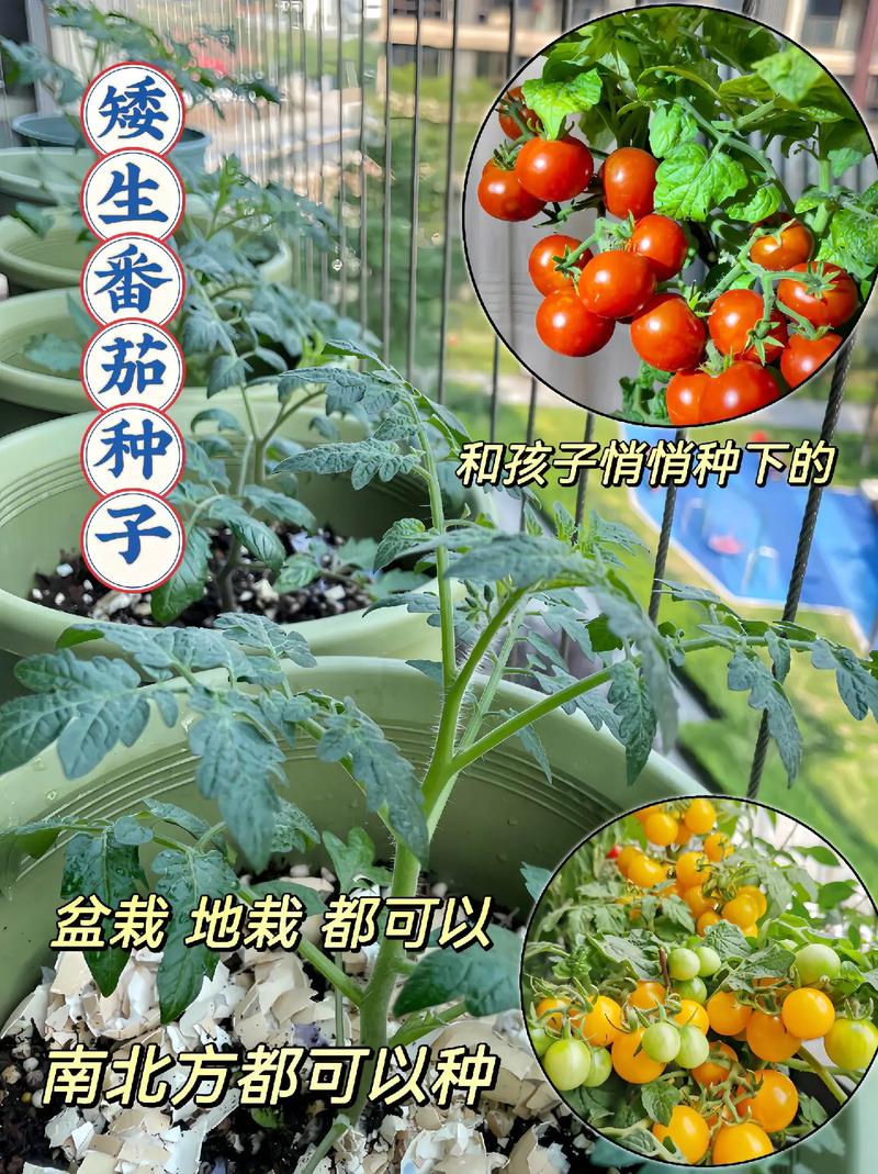 西红柿种植技术，春季拱棚西红柿种植技术