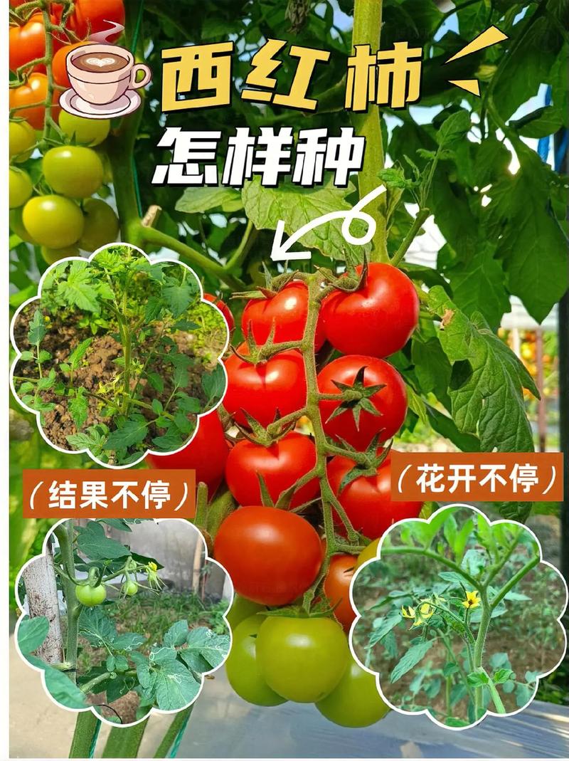 西红柿种植技术，春季拱棚西红柿种植技术-第3张图片-优品飞百科